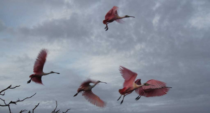 Under a gray sky, several pink flamingoes take flight.